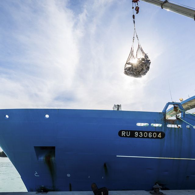 Tuna caught in net hangs above fishing vessel.